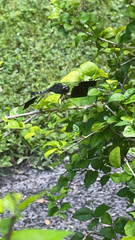 Erythrodiplax umbrata