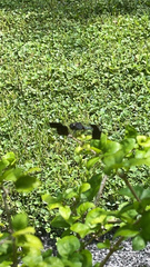 Erythrodiplax umbrata