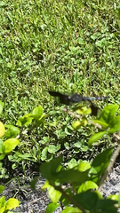 Erythrodiplax umbrata