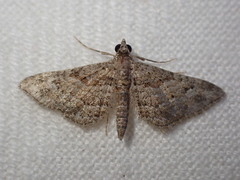 Gymnoscelis rufifasciata