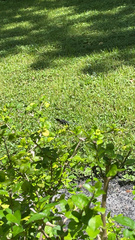 Erythrodiplax umbrata