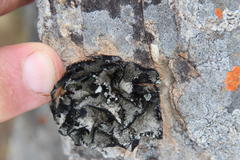 Xanthoparmelia hottentotta