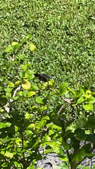 Erythrodiplax umbrata