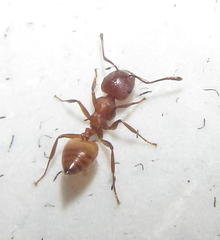 Crematogaster castanea