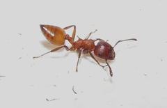 Crematogaster castanea