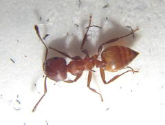 Crematogaster castanea
