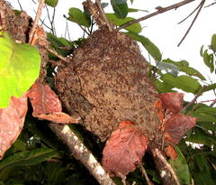 Crematogaster castanea