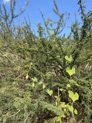 Echinopepon wrightii