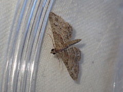 Gymnoscelis rufifasciata