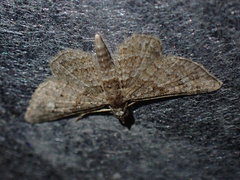 Gymnoscelis rufifasciata