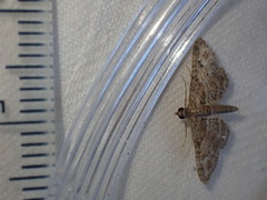 Gymnoscelis rufifasciata