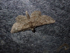 Gymnoscelis rufifasciata