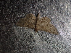 Gymnoscelis rufifasciata