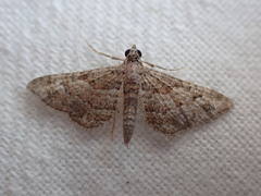 Gymnoscelis rufifasciata