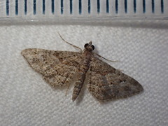 Gymnoscelis rufifasciata