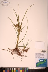 Cyperus dentatus