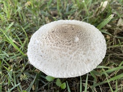 Leucoagaricus