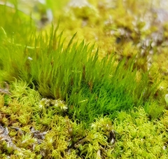 Flexitrichum flexicaule