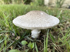 Leucoagaricus