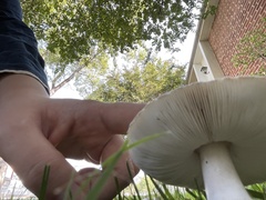 Leucoagaricus