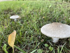 Leucoagaricus