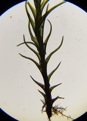 Flexitrichum flexicaule