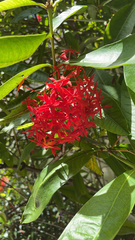 Ixora