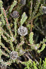 Leucadendron thymifolium