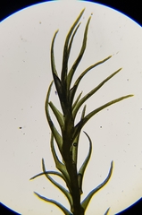 Flexitrichum flexicaule