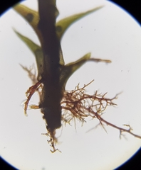 Flexitrichum flexicaule