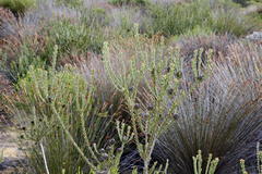 Leucadendron thymifolium