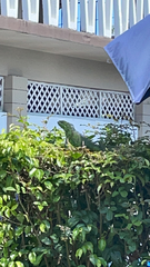 Iguana iguana
