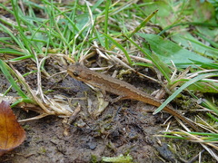 Lissotriton vulgaris
