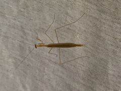 Liguanea pediodromia