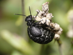 Meloe rugosus