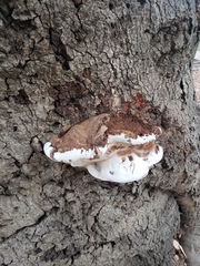 Ganoderma brownii