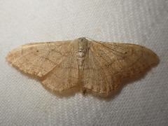 Idaea aversata