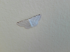 Stegania trimaculata