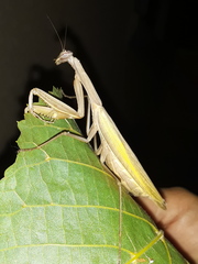 Mantis religiosa