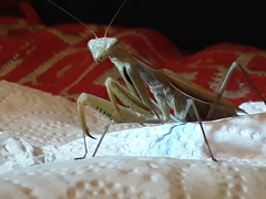 Mantis religiosa