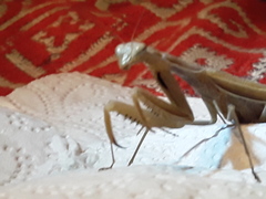 Mantis religiosa