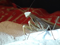Mantis religiosa