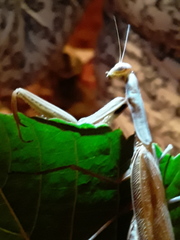 Mantis religiosa