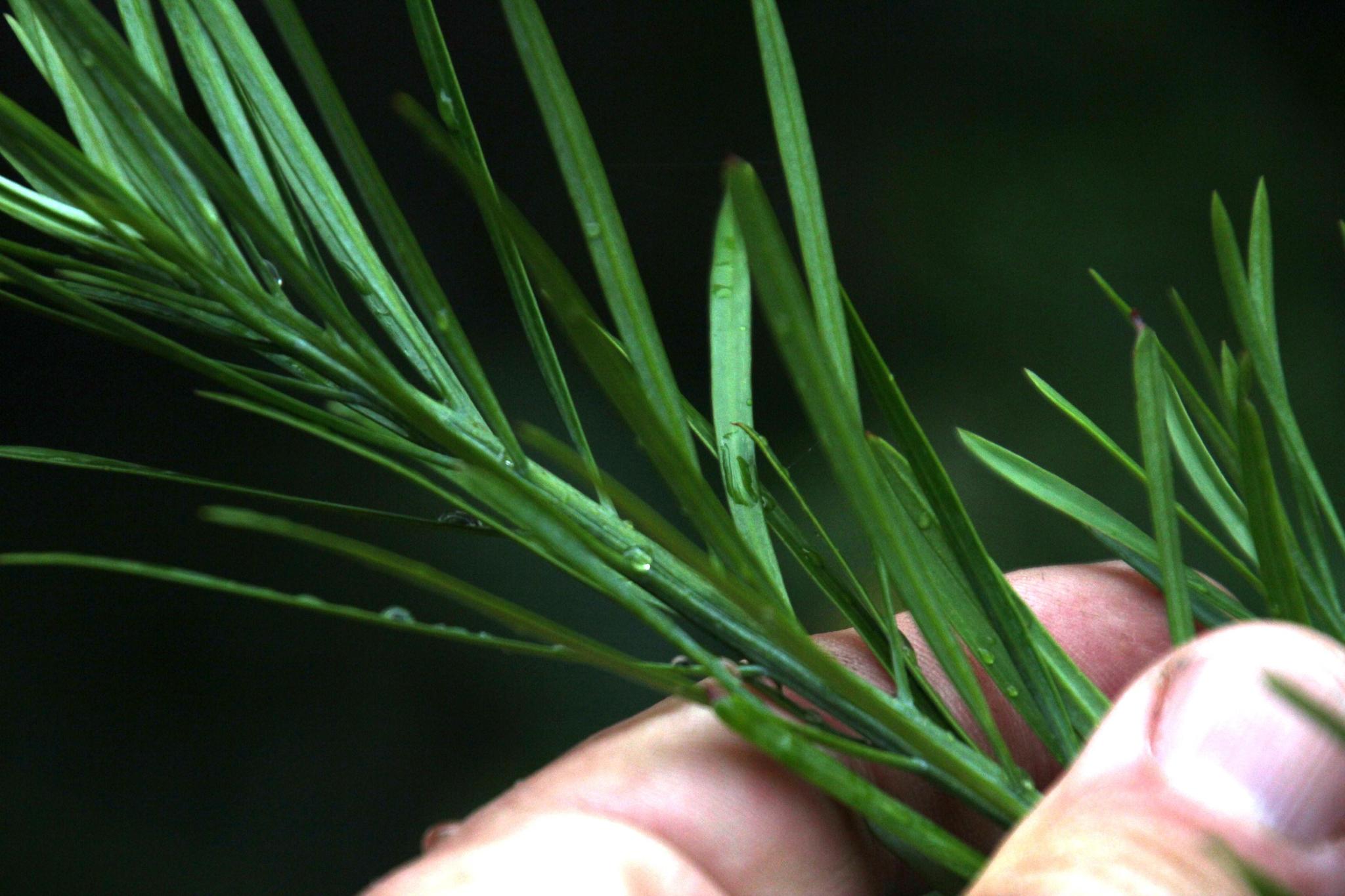 Podocarpus elongatus