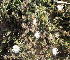 Delosperma inconspicuum