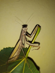Mantis religiosa