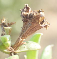 Delosperma inconspicuum