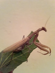 Mantis religiosa