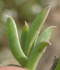 Delosperma inconspicuum