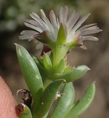Delosperma inconspicuum